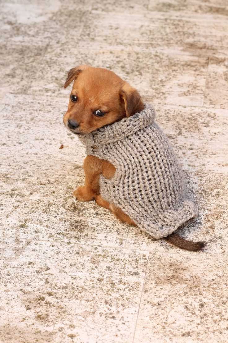 Chihuahua sweater knitting pattern