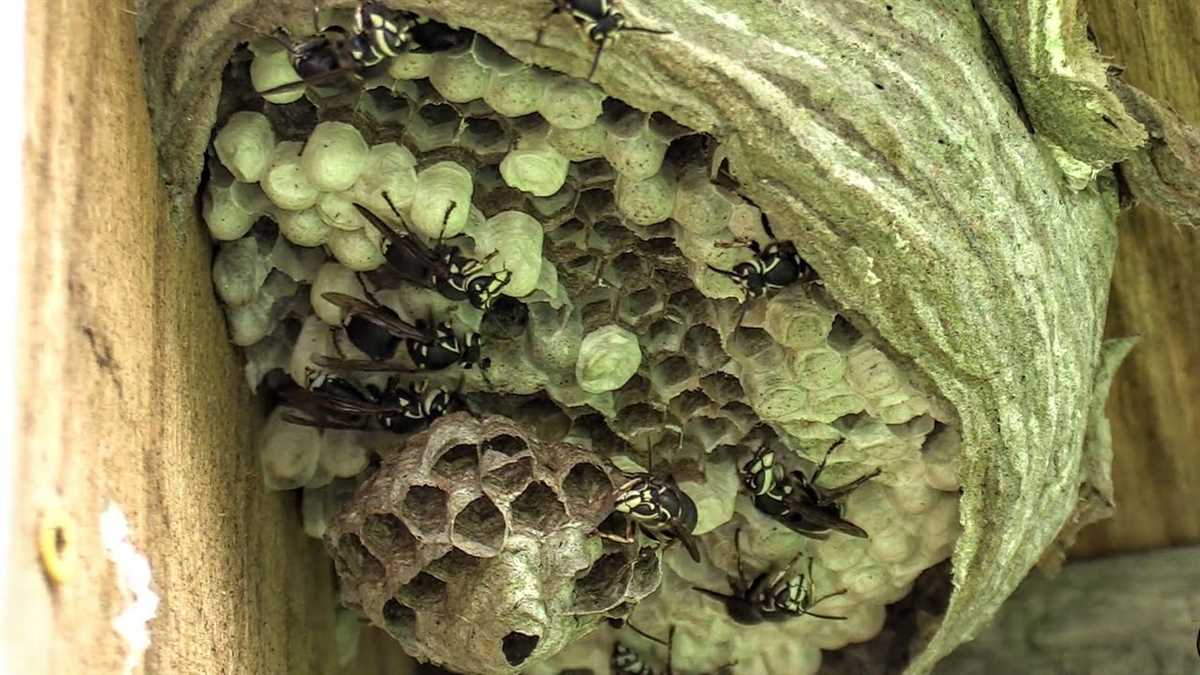 Knitted wasp nest pattern