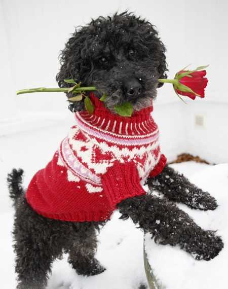 Knitting pattern for dog christmas sweater