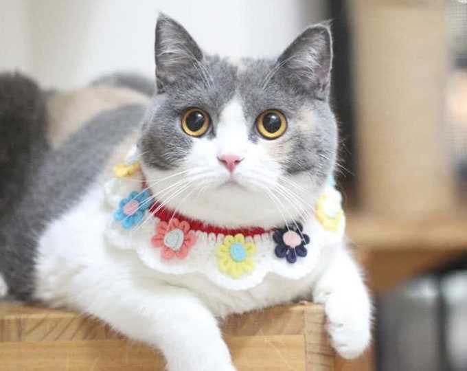Knitted cat collar pattern
