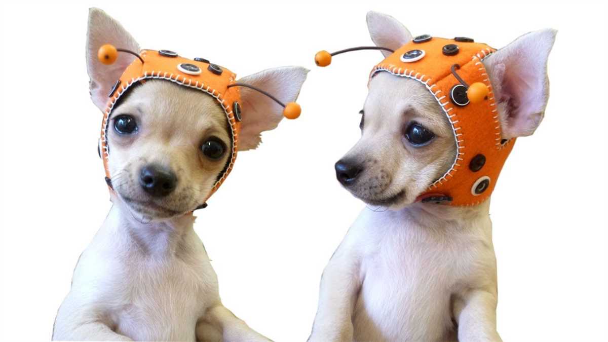 Knitted hats for dogs free pattern