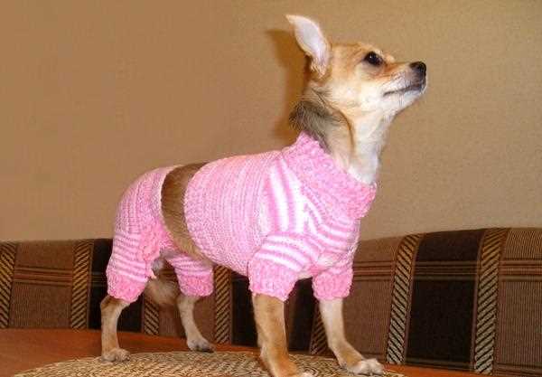 Knitting patterns for pets clothes