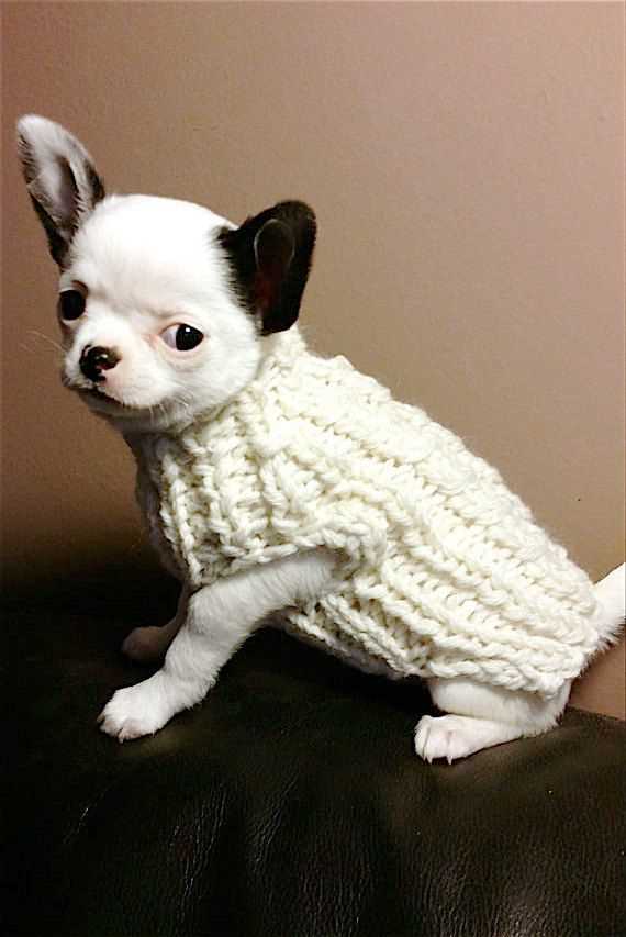 Chihuahua sweater knitting pattern