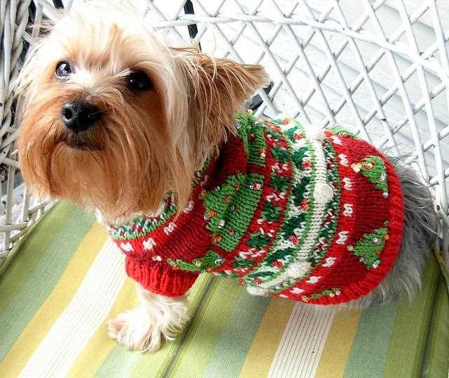 Dog christmas jumper knitting pattern