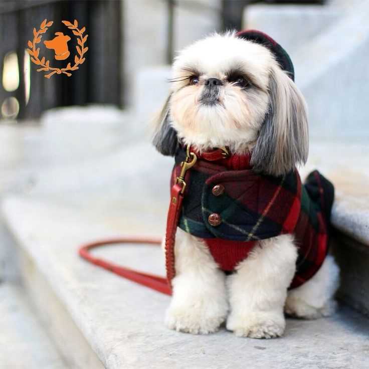 Free knitting patterns for shih tzu dog coat