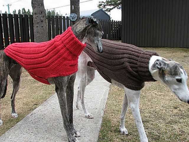 Dog sweater knitting pattern ravelry