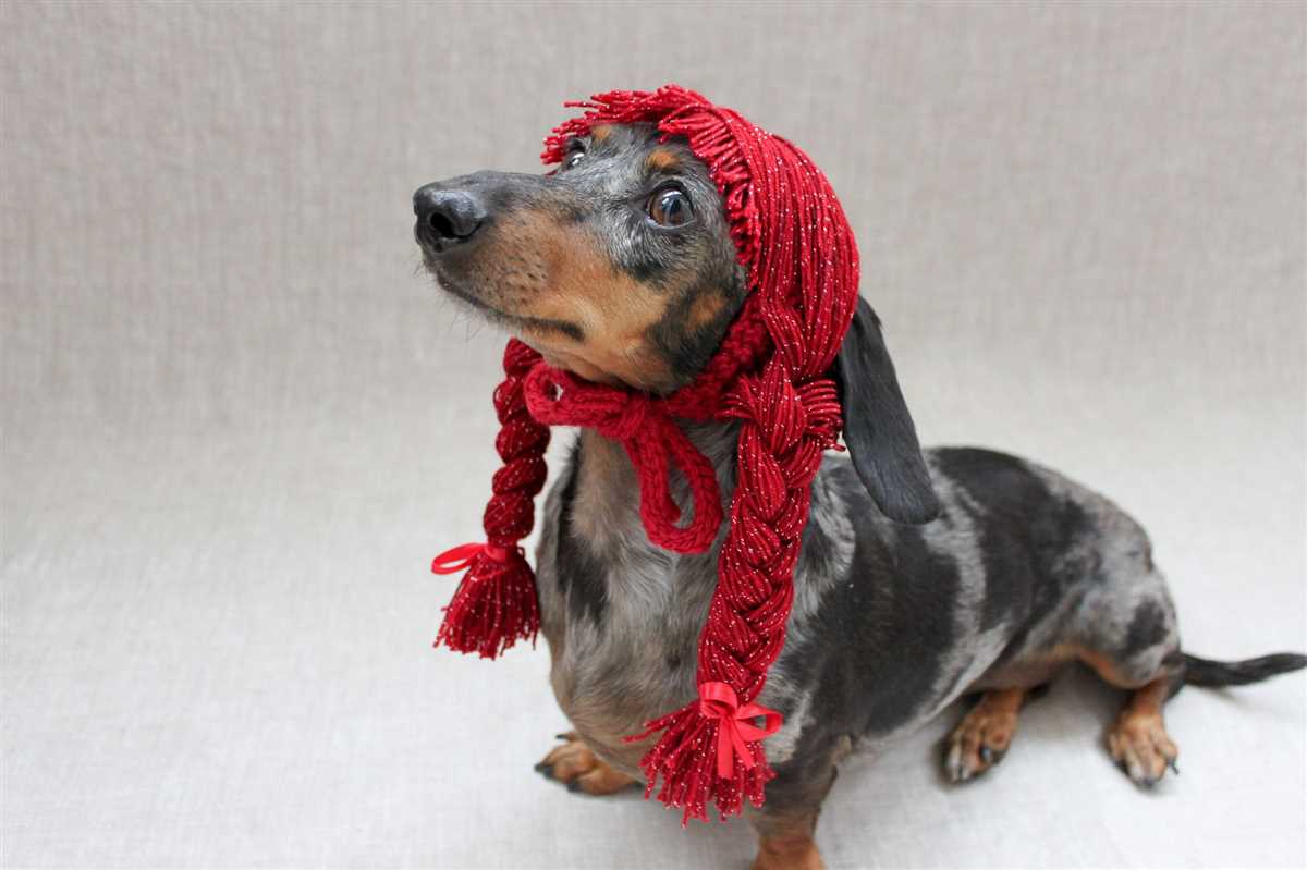 Knitting pattern dog hat