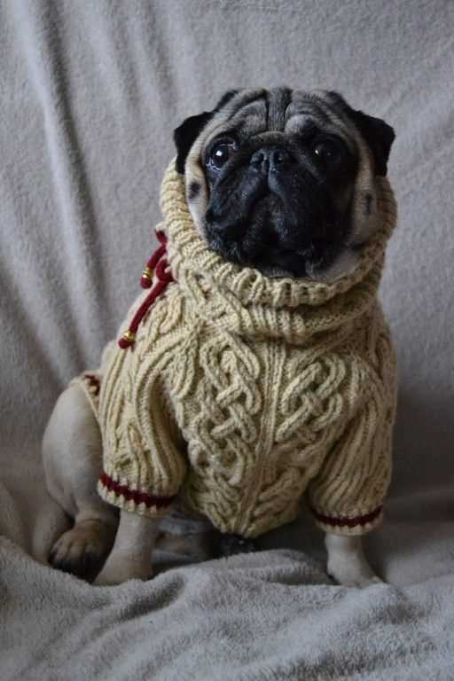 Pug sweater knitting pattern