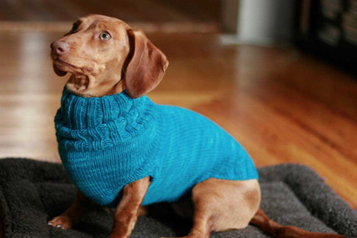 Free knitting pattern for dachshund jumper