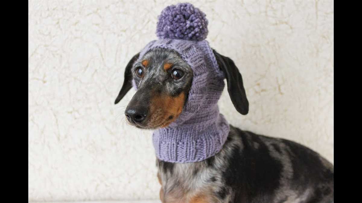 Small dog hat knitting pattern