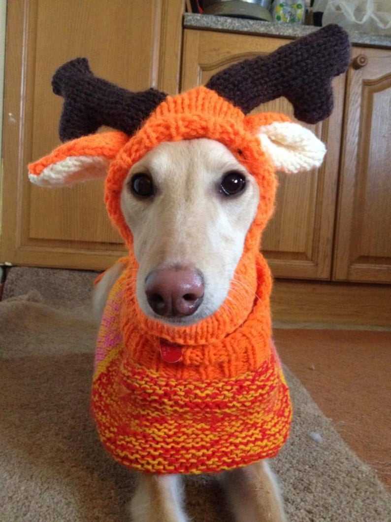 Greyhound knitting pattern coat