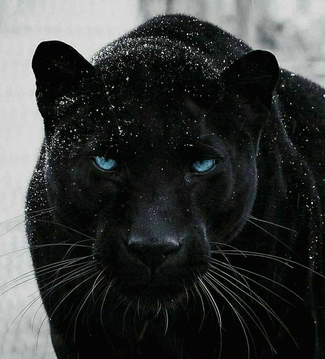 Black panther knitting pattern