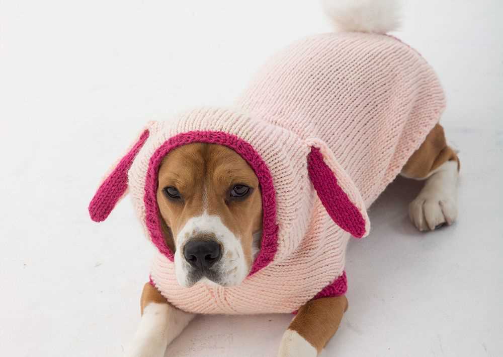 Dog cardigan knitting pattern