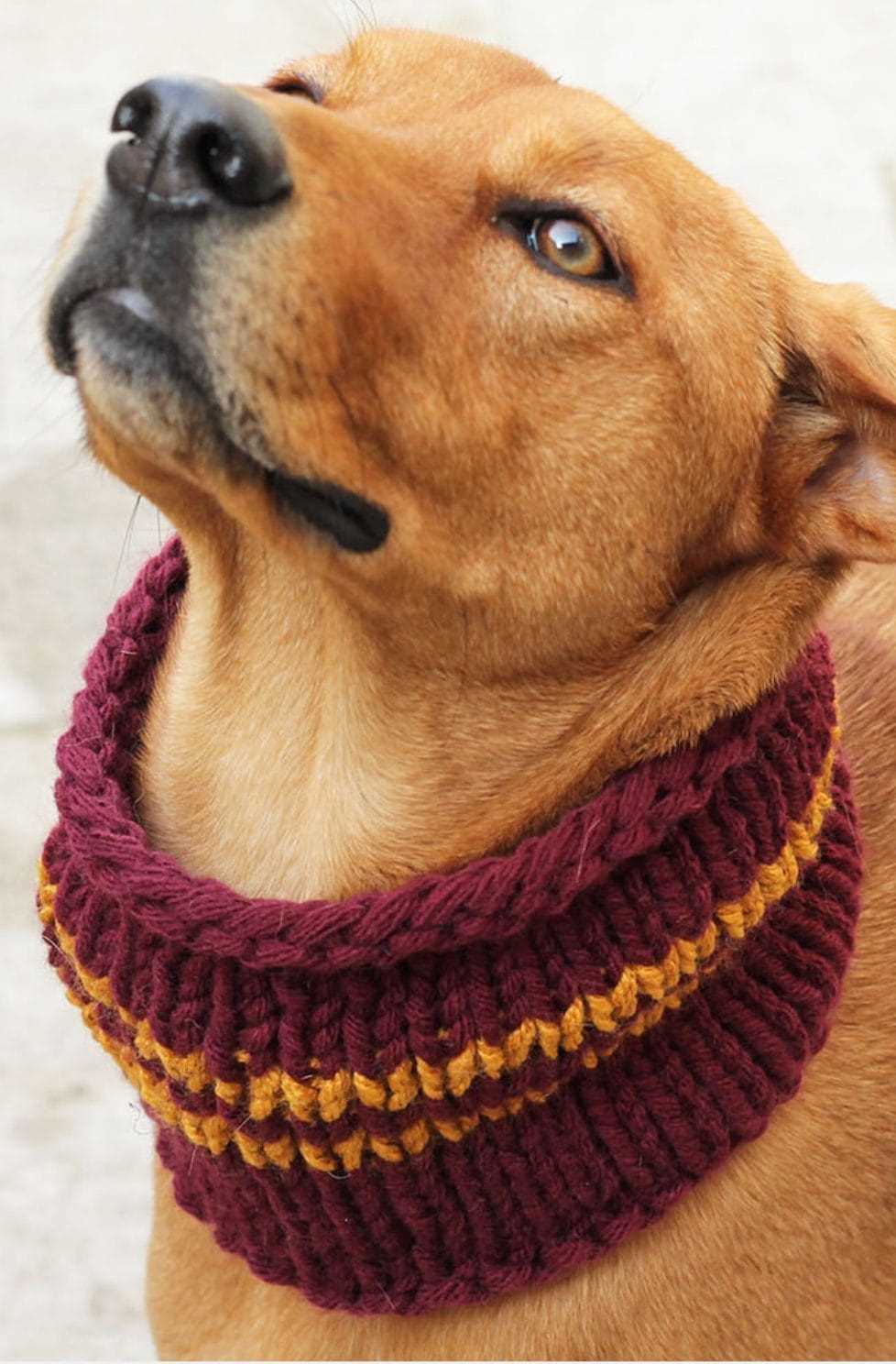Dog cowl knit pattern