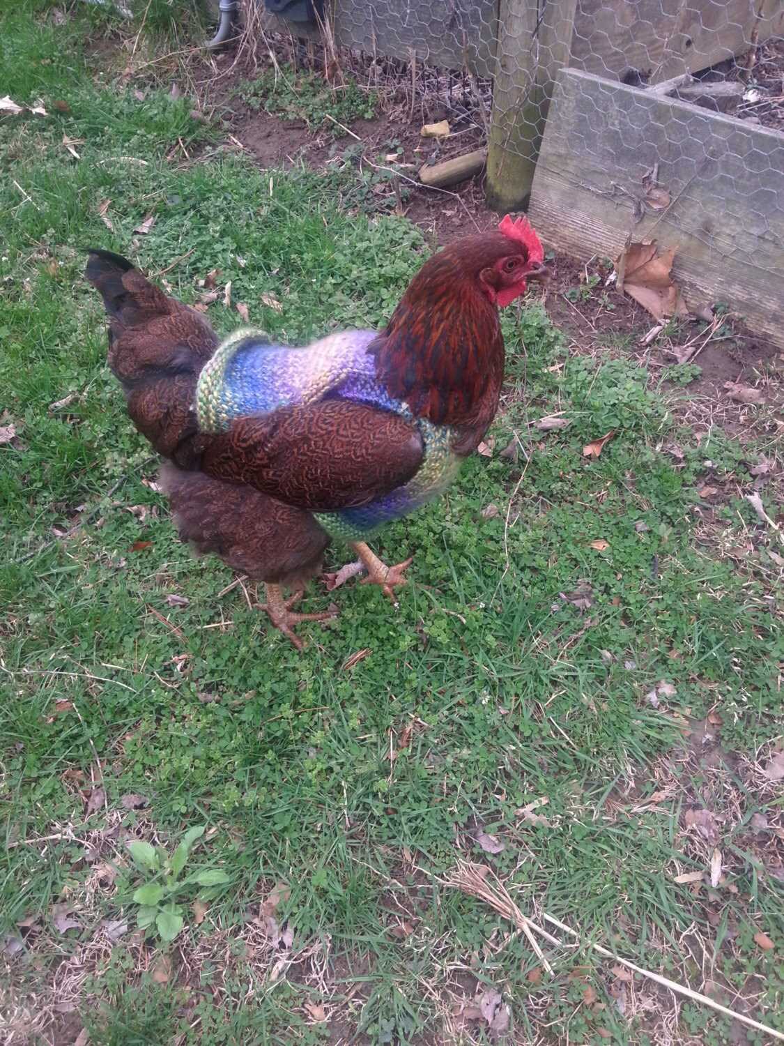 Jumpers for chickens knitting pattern