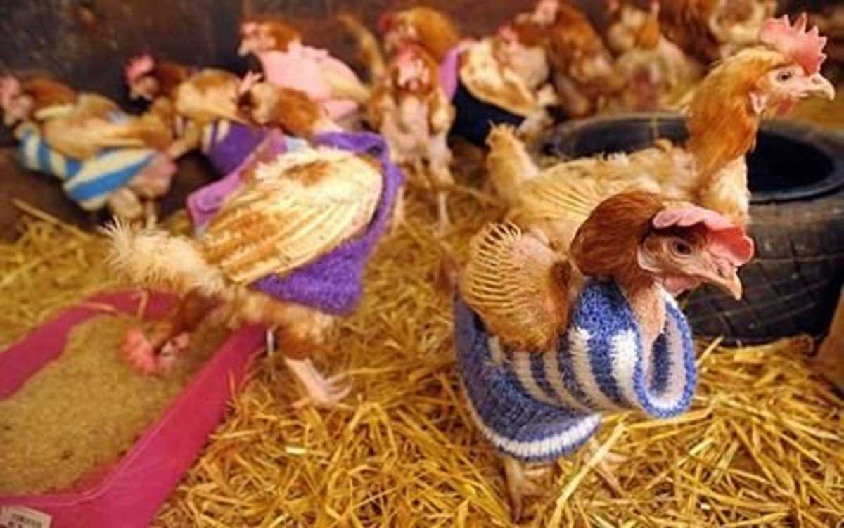 Chicken coats knitting patterns