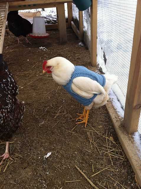 Jumpers for chickens knitting pattern