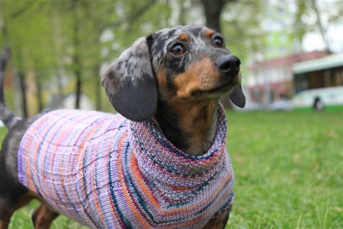 Mini dachshund sweater knitting pattern free