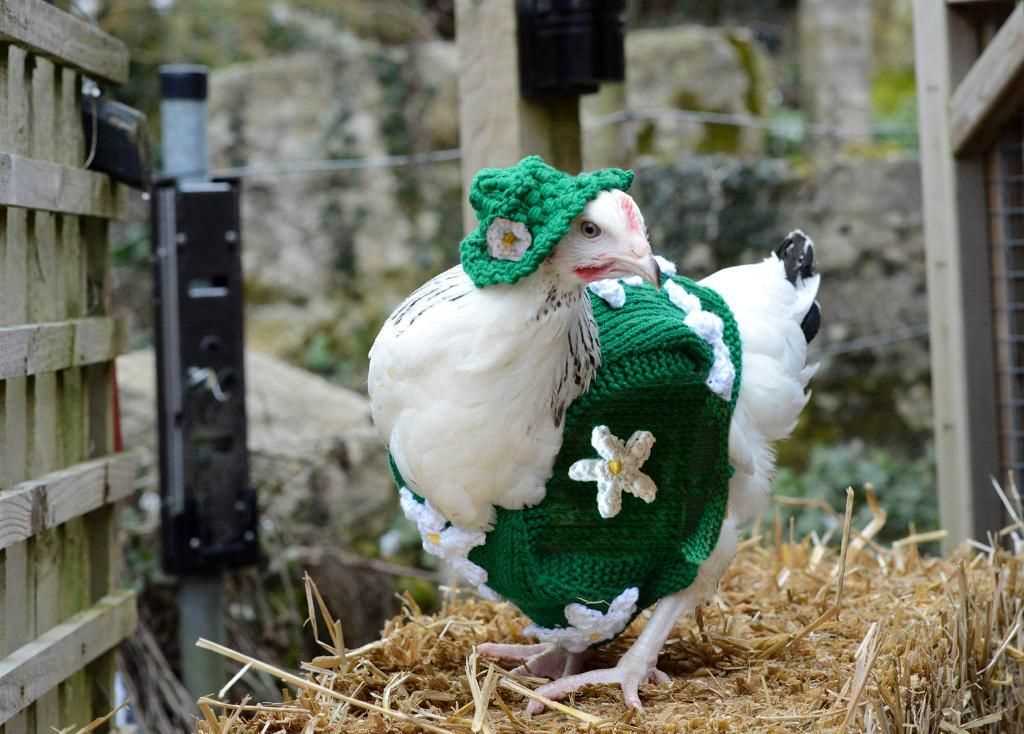 Jumpers for chickens knitting pattern