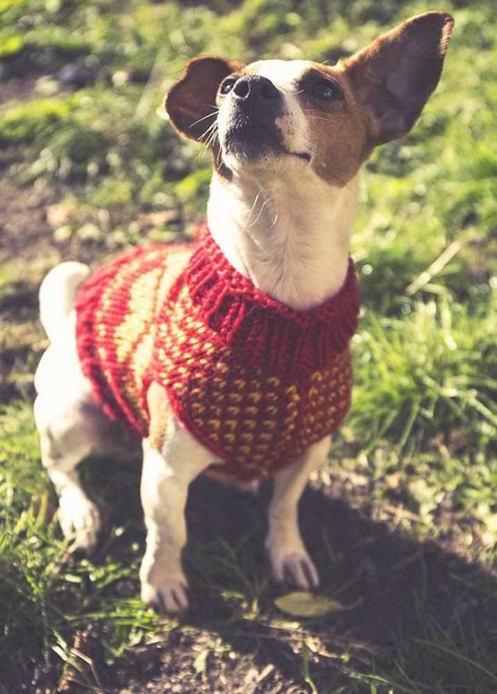 Dog knitting pattern