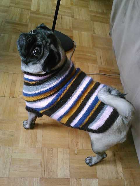 Pug sweater knitting pattern