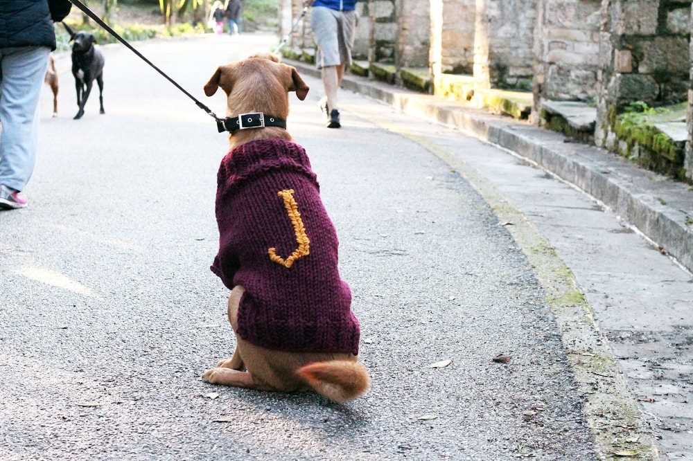 Free knitting patterns for dog sweaters on straight needles