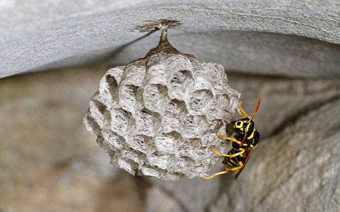 Knitted wasp nest pattern