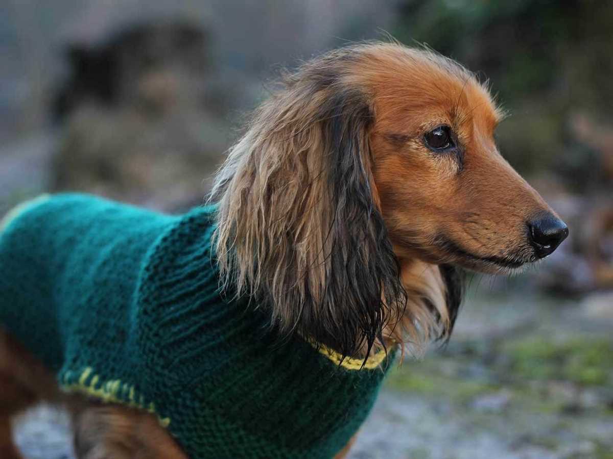Battersea dog coat knitting pattern