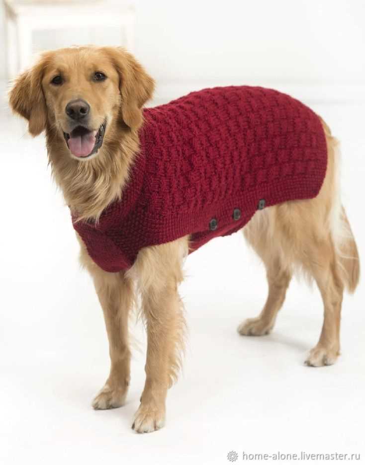 Dog sweater pattern knit