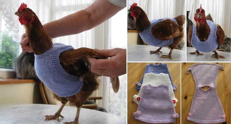 Jumpers for chickens knitting pattern