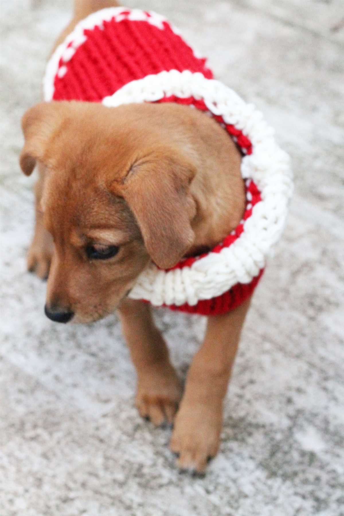 Knitted puppy sweater pattern