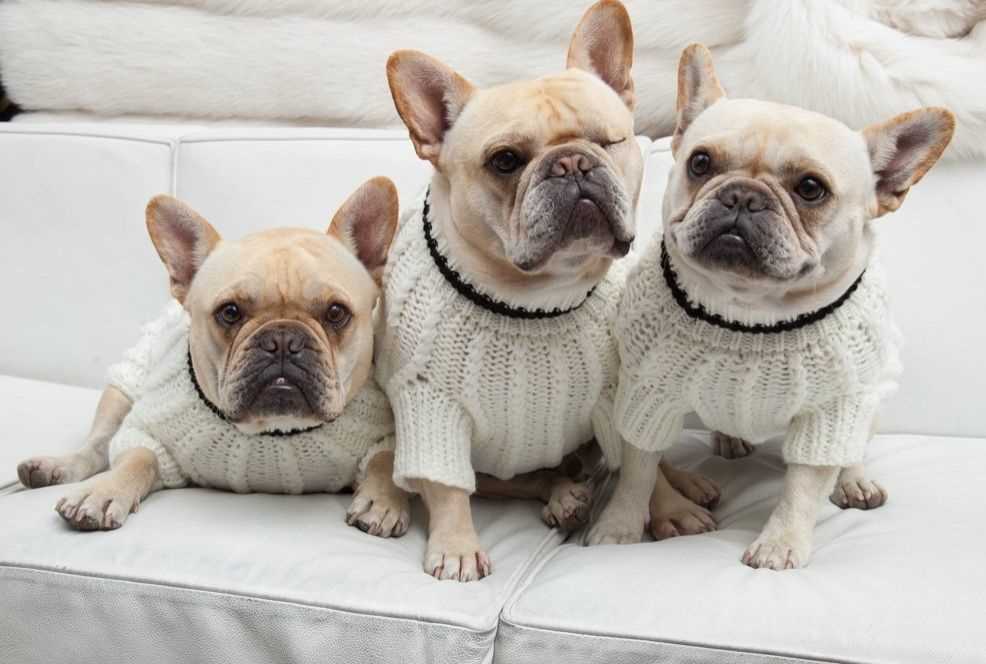 Free french bulldog knitting pattern