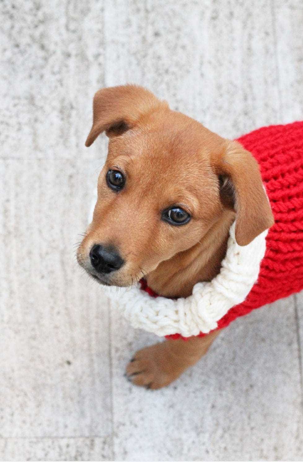 Christmas knitting patterns for dogs