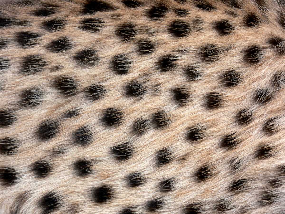 Cheetah knitting pattern