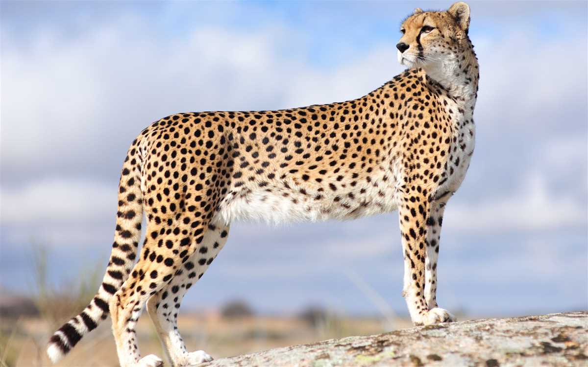 Cheetah knitting pattern