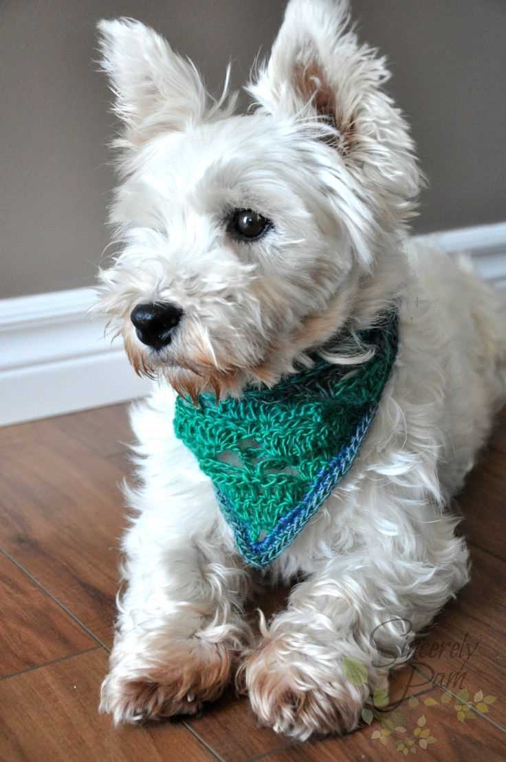 Knitted bandana pattern for dogs