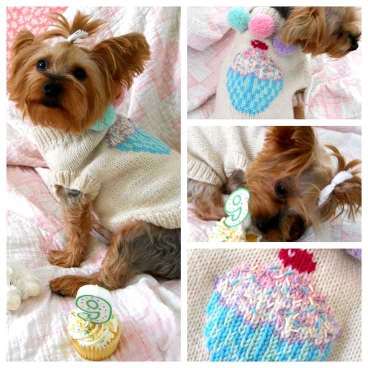 Dog sweaters to knit free patterns