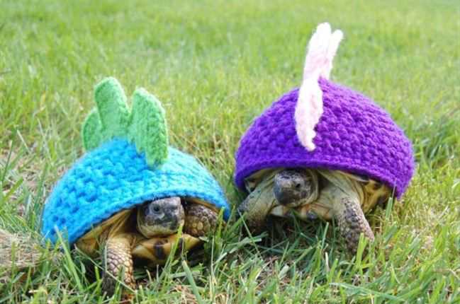 Step-by-Step Guide to Crafting Your Very Own Tortoise Coat - A Free Knitting Pattern Free knitting pattern for tortoise coat